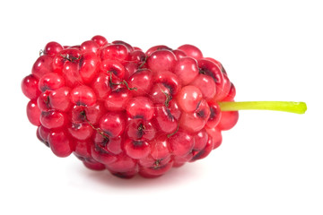 Red mulberry