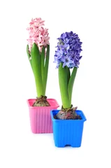 Glasschilderij Hyacint Blauwe en roze hyacinten, geïsoleerd