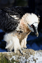 Lammergeyer or Bearded Vulture Gypaetus barbatus