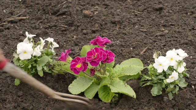 Blumenbeet harken