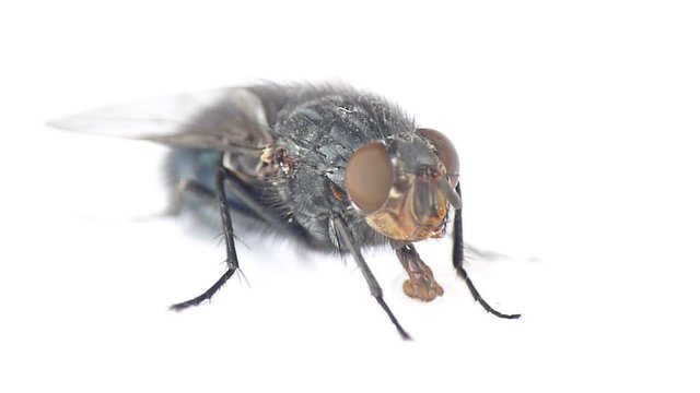Fly drinking water