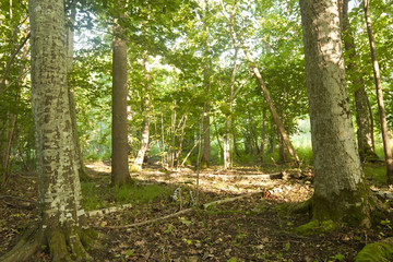 Halltorps hage, a well known habitat and nature reserve