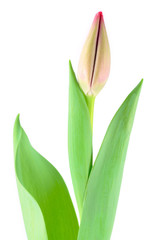 Obraz premium Tulip flower