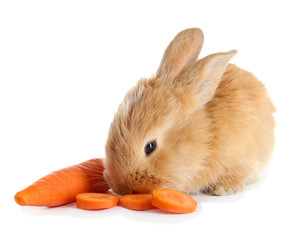 Fluffy foxy rabbit with carrot isolated on white