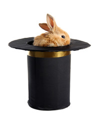 Fluffy foxy rabbit in black cylinder isolated on white