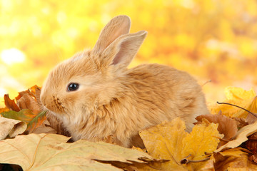 Fluffy foxy rabbit on leaves in park