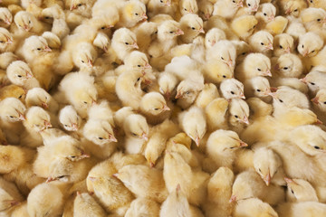 Large group of baby chicks on chicken farm
