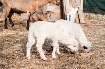 free lamb on the farm
