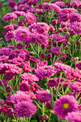 Magenta chrysanthemum farms.