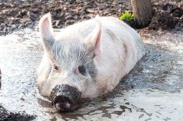 pig in mud on the farm