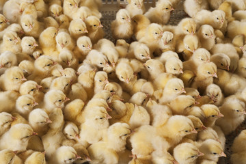 Large group of baby chicks on chicken farm