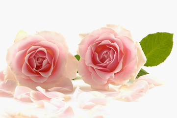 Close up of two pink rose petals