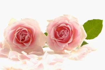 Crédence de cuisine en verre imprimé Macro Gros plan de deux pétales de rose rose