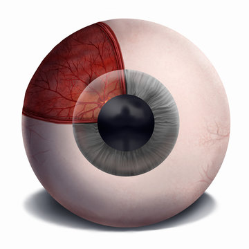 illustration of the anatomy of the human eye