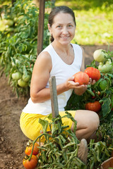 Mature woman picking tomato