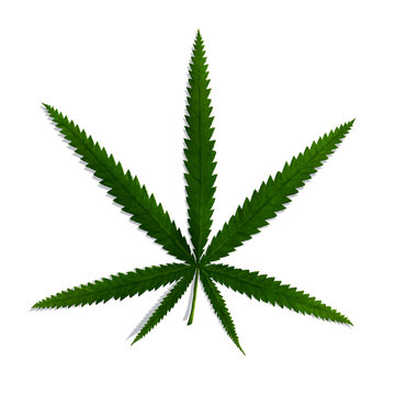painting of a green cannabis leaf