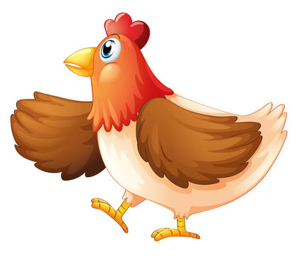 A female chicken