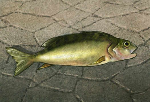illustration of a perch fish stranded out of water on the dry cracked ground