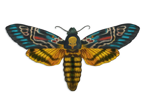digital painting of a colorful Death's Head Moth spreading its wings
