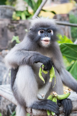 Dusky Leaf Monkey