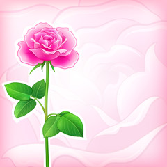 Flower background - rose