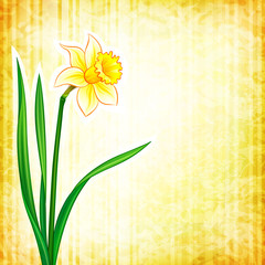 Flower background - narcissus