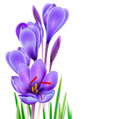 Crocus