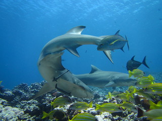 Fototapeta premium Requin citron