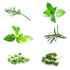 Set of Fresh Herbs - obrazy, fototapety, plakaty