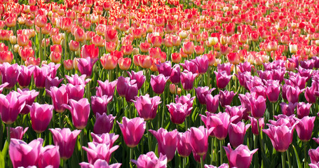flower tulips