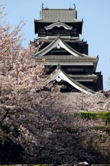 熊本城天守閣と桜