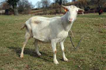 Chèvre blanche attachée