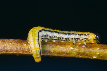 brunch with caterpillar horizontal