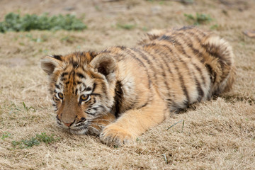 tiger