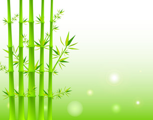Obraz na płótnie Canvas Bamboo Background