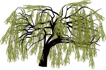 green willow tree isolated on white - obrazy, fototapety, plakaty