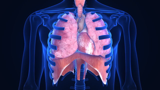 X-ray scanner of human lugs. Loop-ready