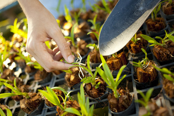 female hand use spade plant a young tree in farmation