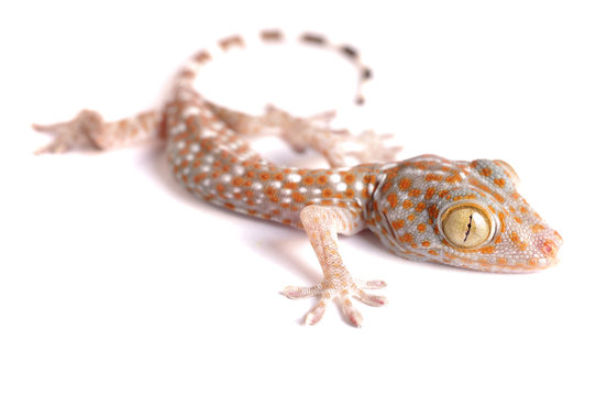 Gecko climbing isolated
