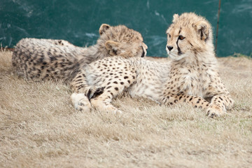 Gepard