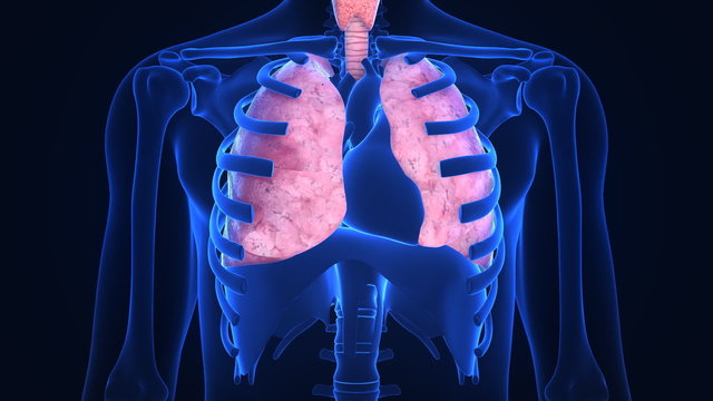 X-ray scanner of human lugs. Loop-ready
