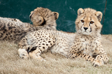 Gepard