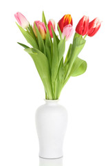 Beautiful tulips in bucket isolated on white