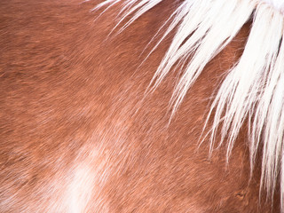 Pferde Detail 94, Fell und Mähne, seitlich von vorne