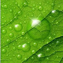 Naklejki  Wektor krople wody na zielony liść makro w tle.