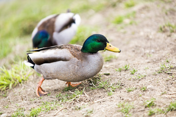 Duck walking