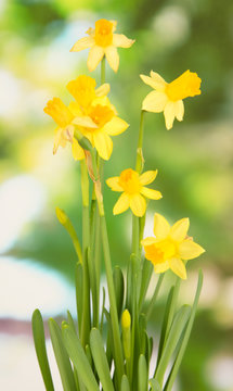 Beautiful yellow daffodils on green background