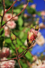 rose budding with dewdrops in the morning