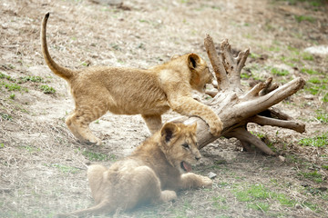 Löwen Baby