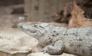 Fototapeta premium Philippine Crocodile Crocodylus Mindorensis